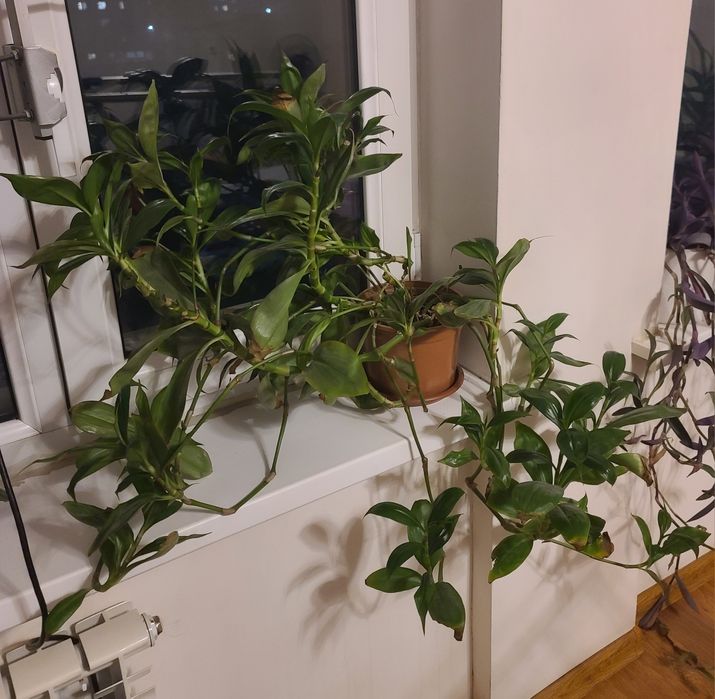 Dekorativniy tabiiy gul sotiladi