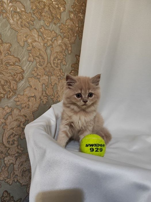 Продаётся котята