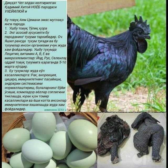 Bedana va tovuq  tuxumlar sotiladi