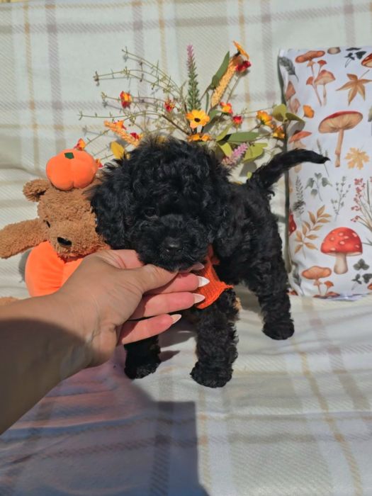 Пудел той с родословие, черен