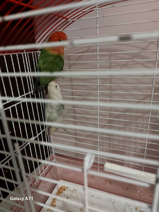 Папагали неразделки,в комплект с клетката.