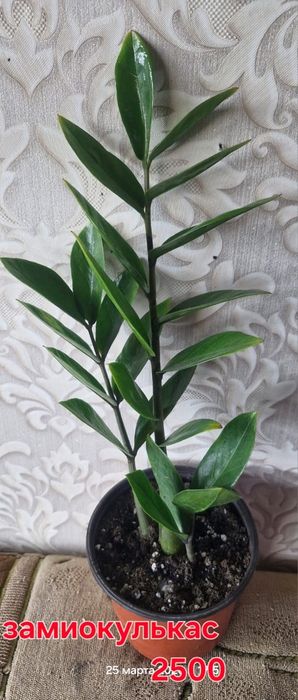 Цветы домашние разные