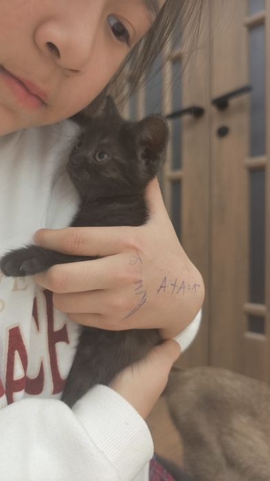 Британские котята