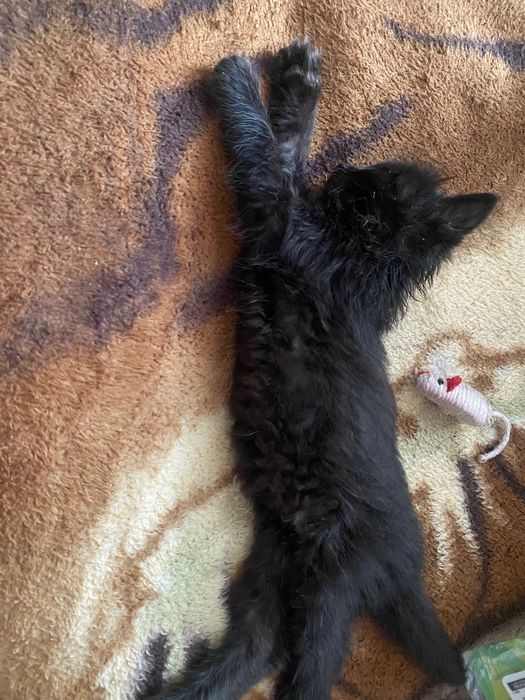 Бесплатно котенок в добрые руки