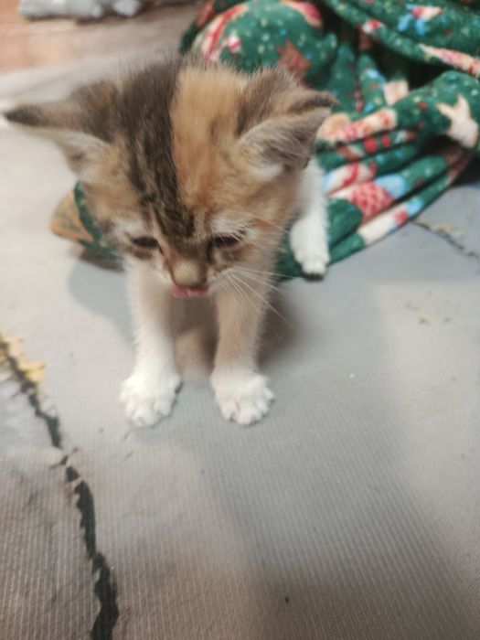 Отдам котенка в хорошие руки