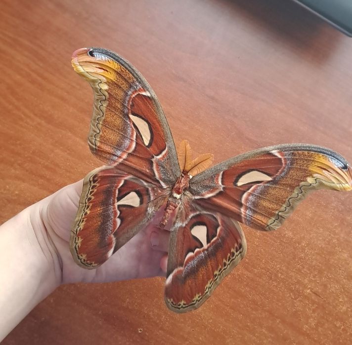 Самая большая бабочка в мире.