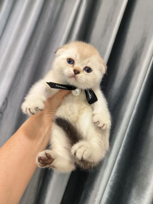 Чистокровные котята