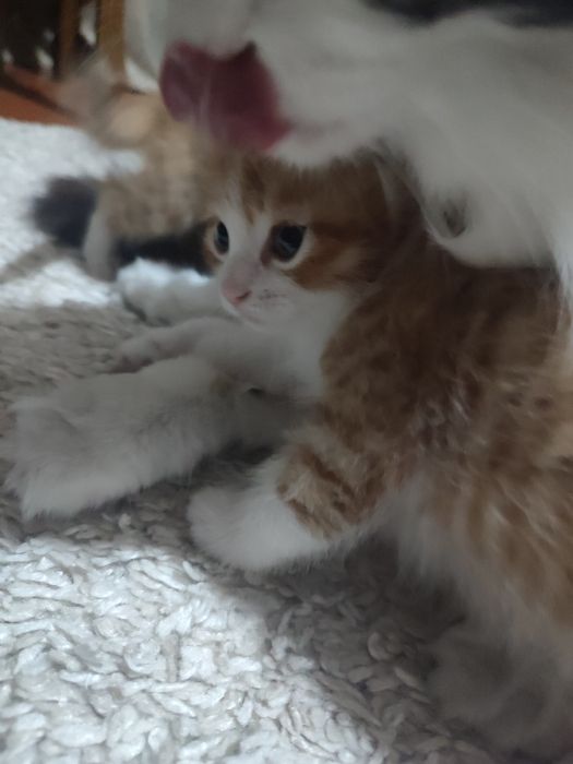 Отдаю котят в добрые руки