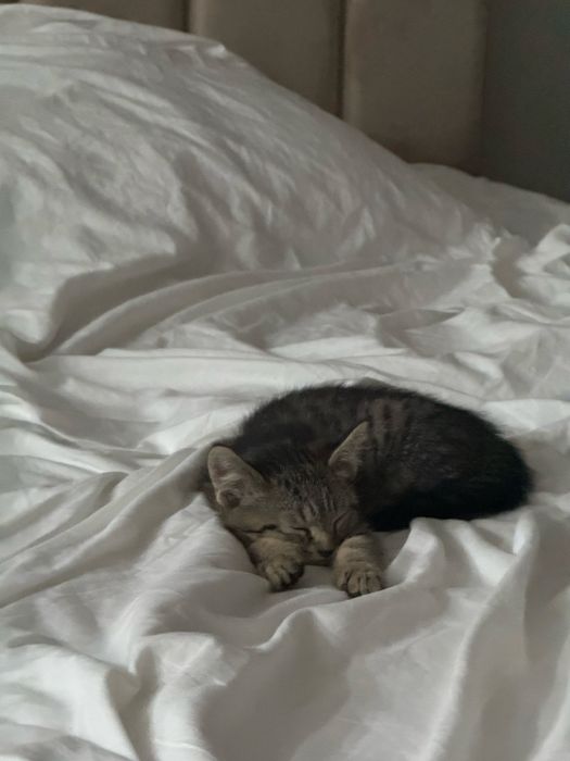 Котик, домашний, 2 месяца