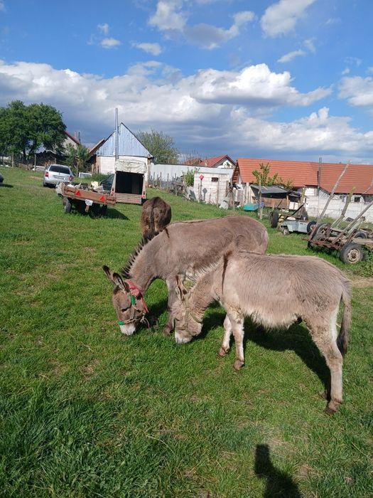 De vinzare 2 magarețe si un magar