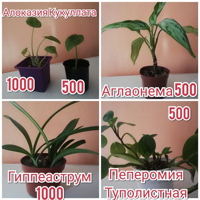 Излишки комнатных растений