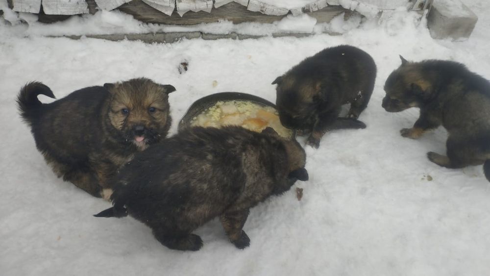 Отдам даром щенят.