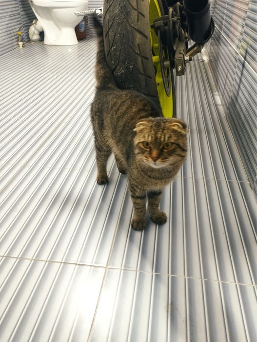 Скоттиш-фолды — кошки среднего размера