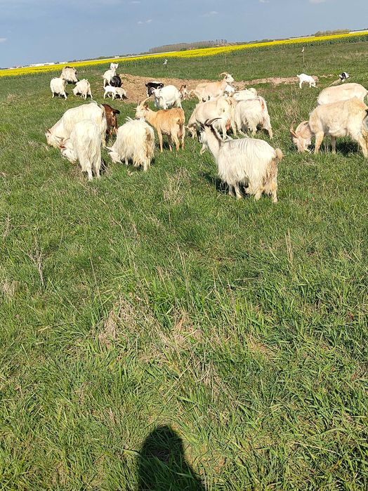 Capre cu iezi  langa el