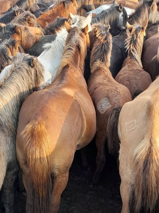 Бие сатылады 7 жасар  продам кобылу 7 лет.