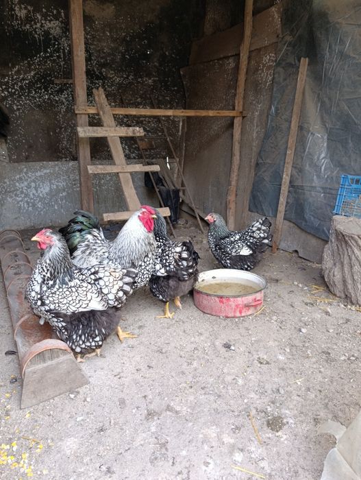 Găini wyandotte , familie 1 cocos și 2 gaini