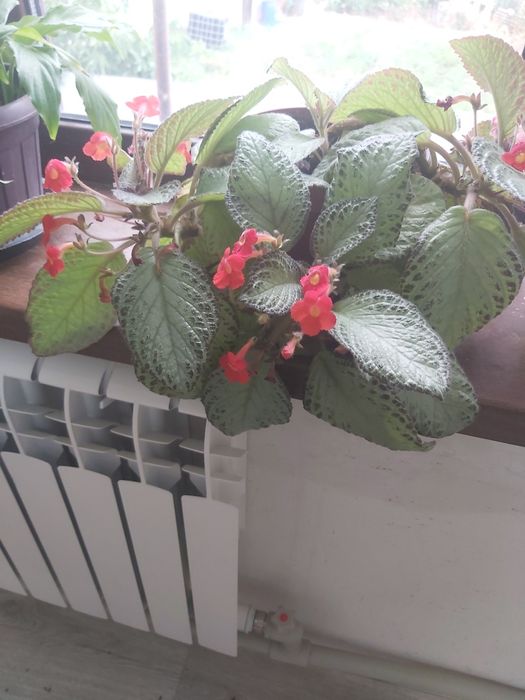 Продам цветы комнатные.