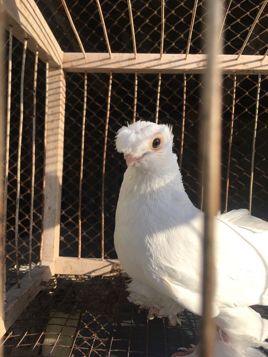 Продам белого двухчубого самца