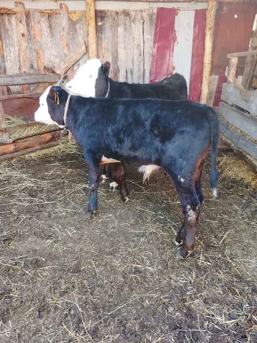 Продам телёнка бычек