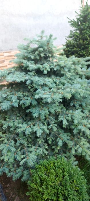 Арча  жуда чиройли буй 1м 50см  1м 70см. 2та