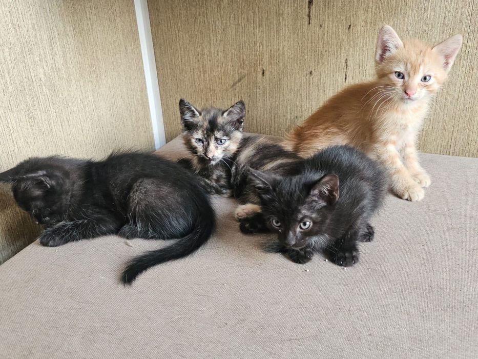 Отдам котят в хорошие руки
