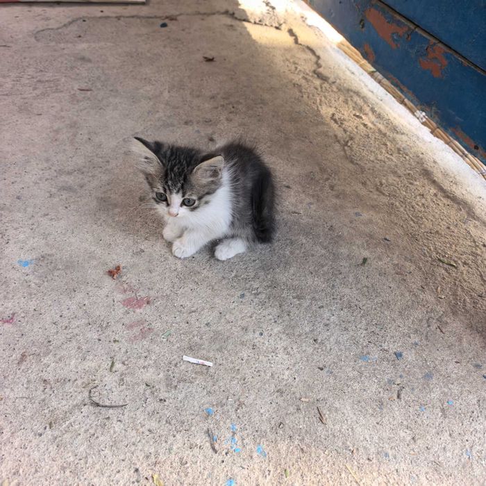 Кошки котята в добрые руки