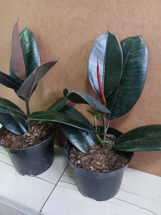 Фикус эластик черный принц