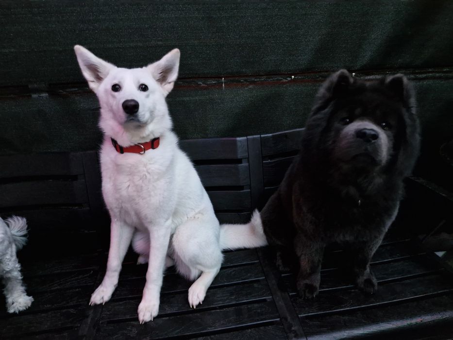 Dresaj canin- Psihologie canina