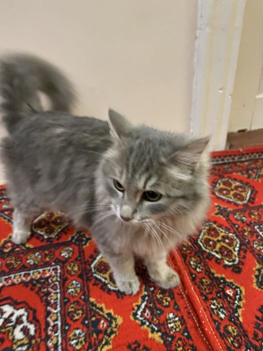 shatlanski grud sotiladi