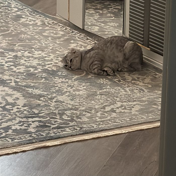 Отдам в очень добрые руки котенка
