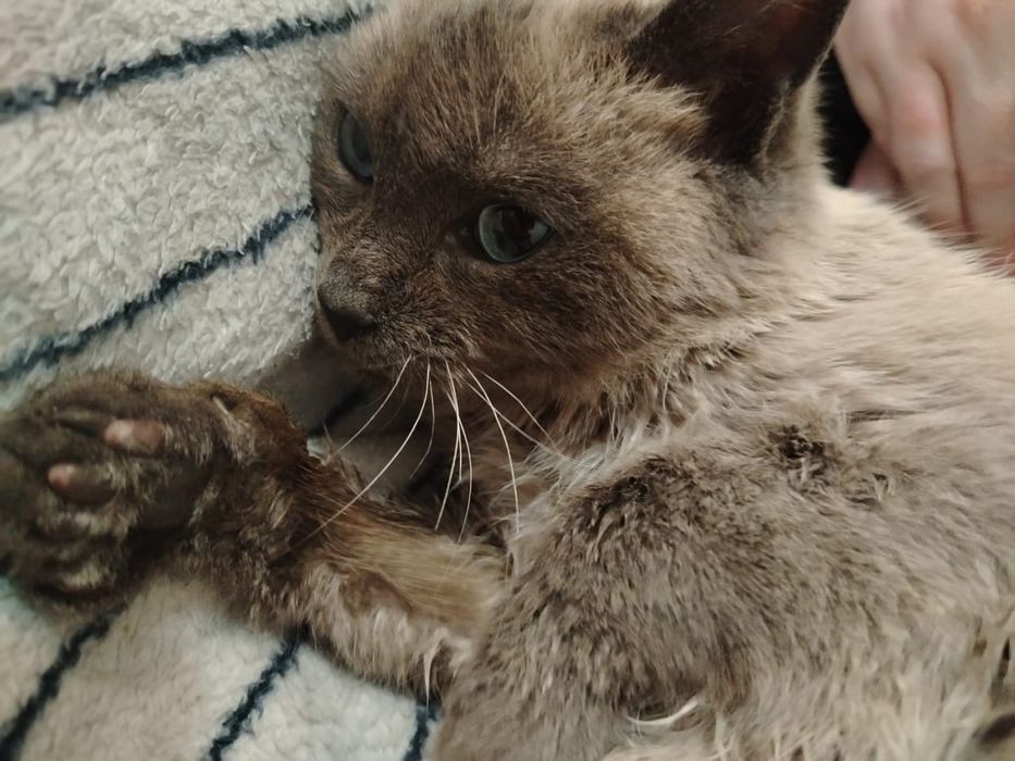 Заберите сиамочку, оплачу стерилизацию