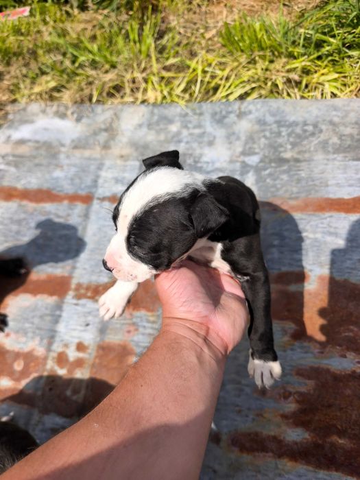 Питбулчета.