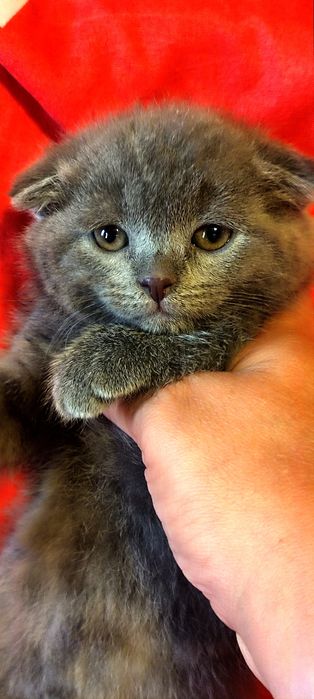 Продаются шотландские вислоухие