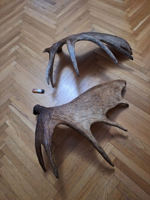 Vând coarne elan, cerb trofeu