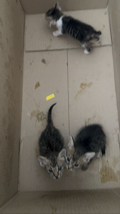 Котята в хорошие руки