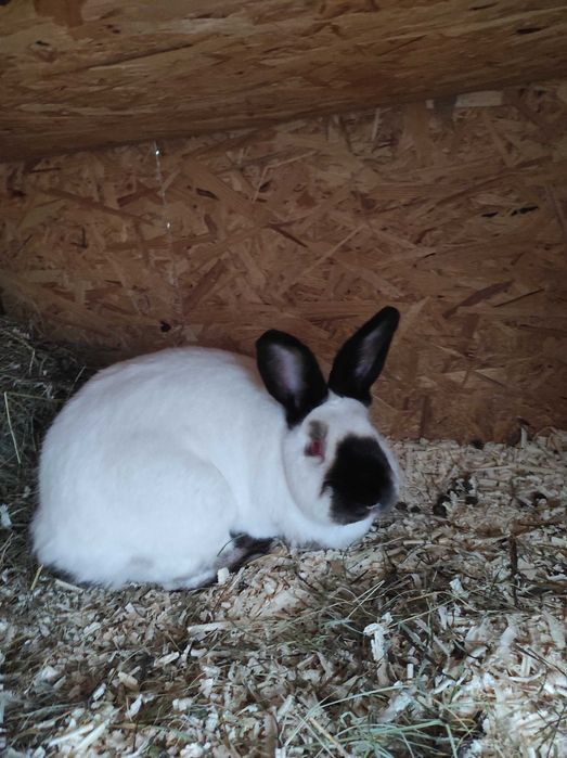 Iepuri Californieni rasa pura atâta tineret cat și maturi de vânzare !