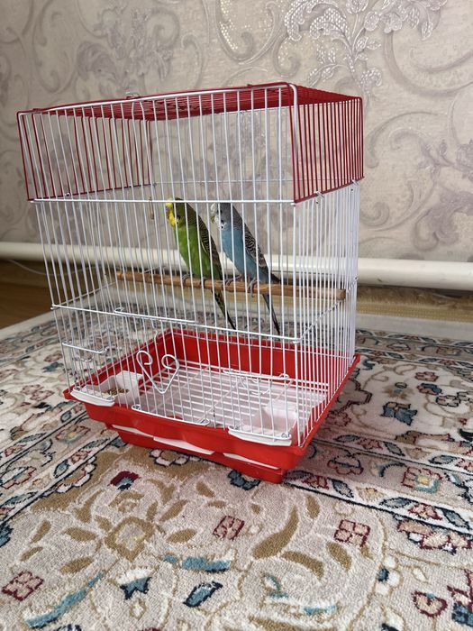 Продаю попугаев парочка вместе с клеткой.