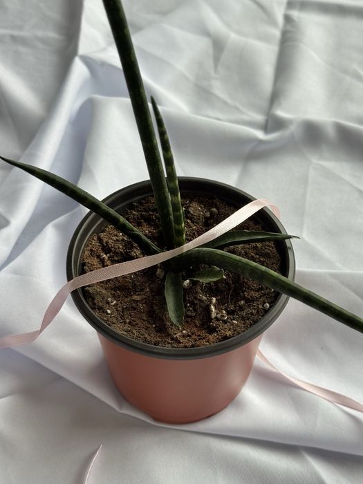 Цветы на 8 марта