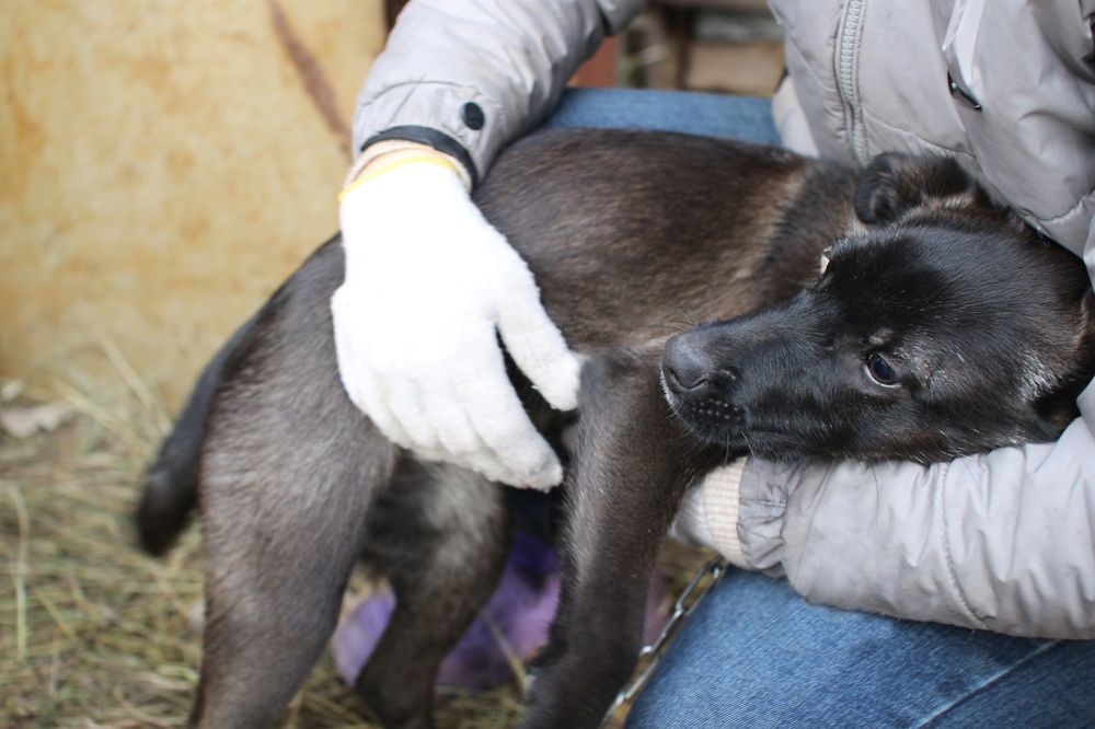 Отдам в добрые руки