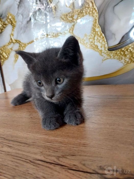 Котята даром в добрые руки Пишите в ТГ