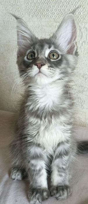 Породистые котята породы мейн-куна