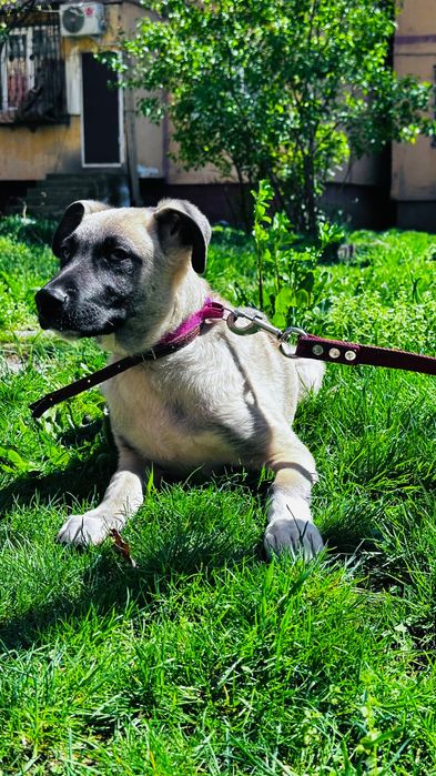 Отдам собак в хорошие руки!