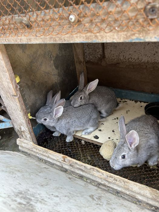 Кролики 1,5 месяца