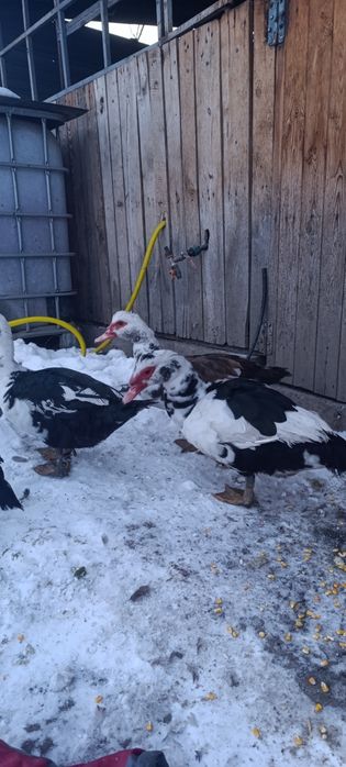 Продам уток  самцы 7000тг ,самки 5000тг