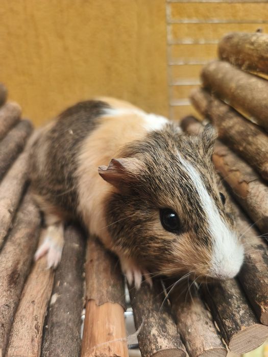 Vând porcușori de Guineea