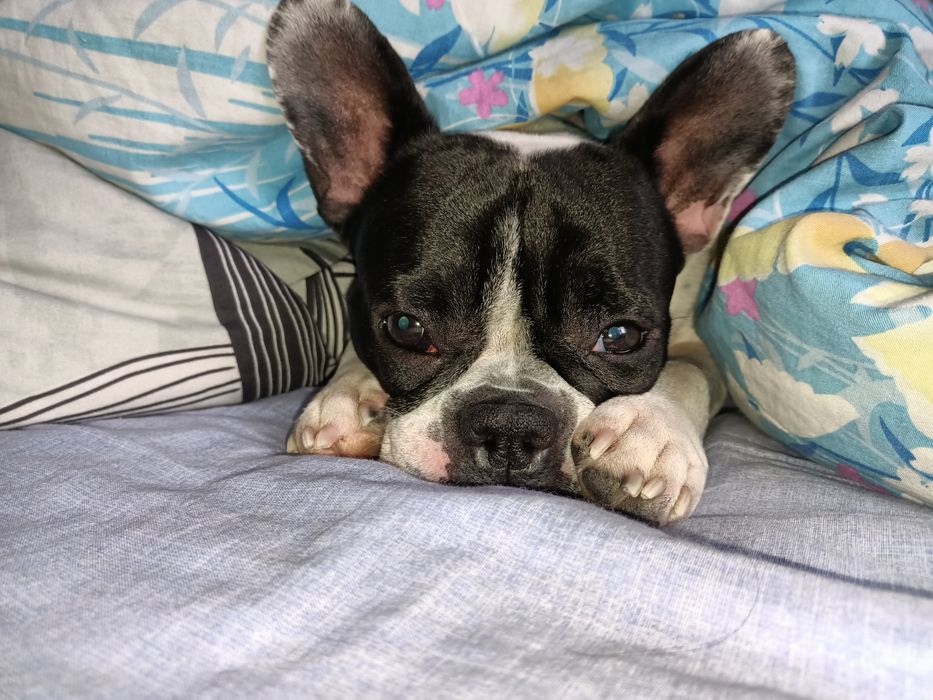 вязка красивой девочки француженки