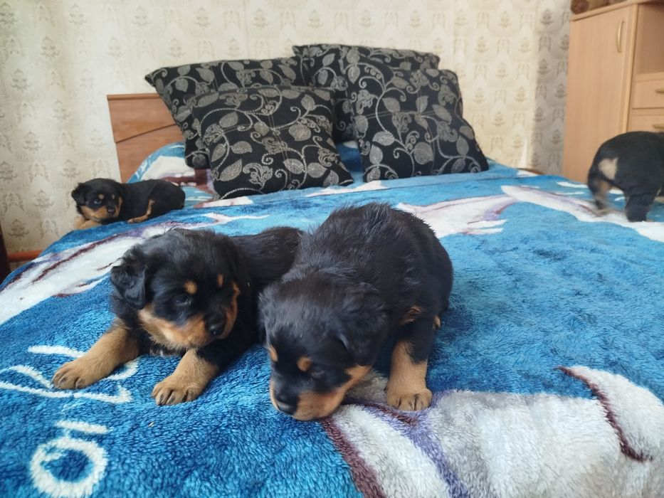 Продаются щенки ротвейлеровв