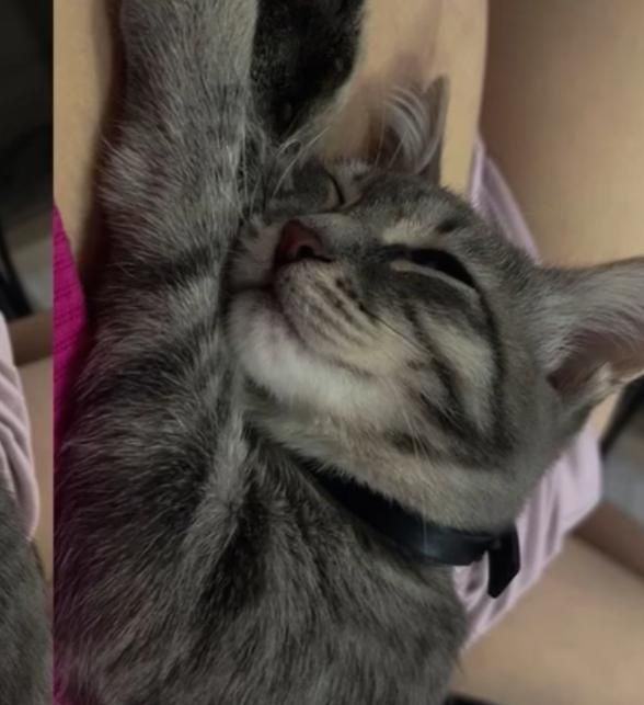 отдам котенка в добрые руки