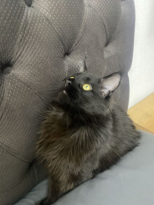 Молодой жених Мейн-Кун(9мес) ждет невесту на своей территории ОПИСАНИЕ