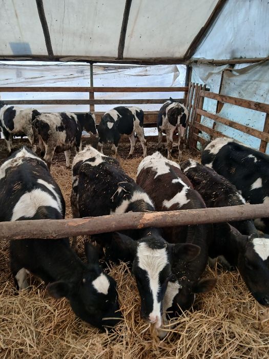 Vand vitei intarcati